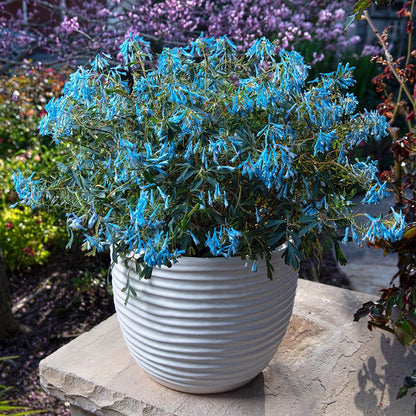 Corydalis 'Porcelain Blue'