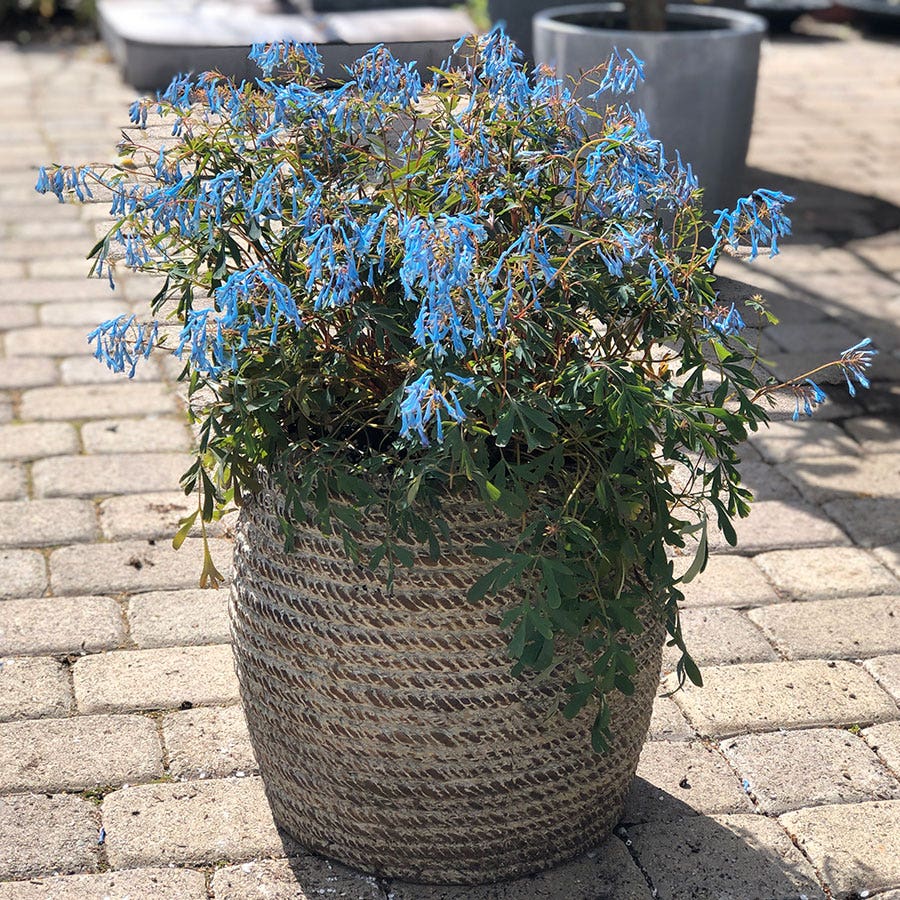 Corydalis 'Porcelain Blue'