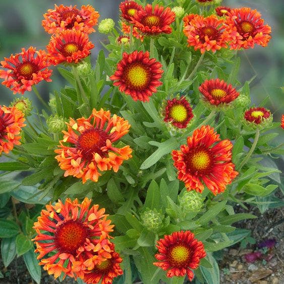 Gaillardia REALFLOR® 'Fanfare Blaze'