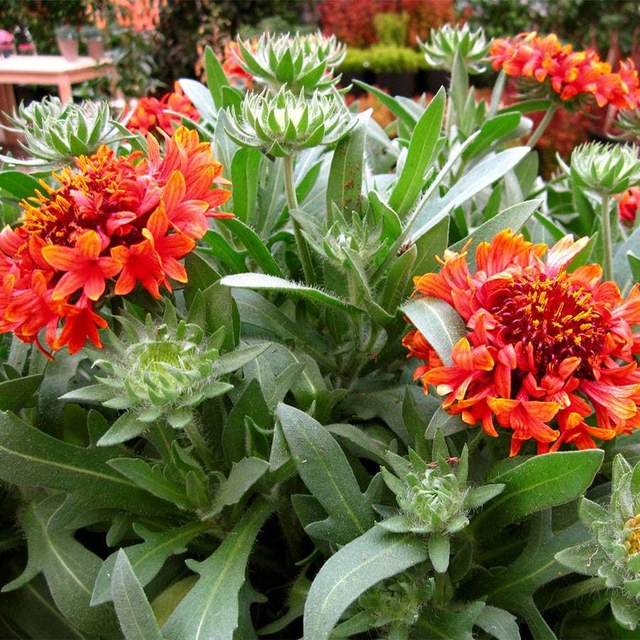 Gaillardia REALFLOR® 'Fanfare Blaze'