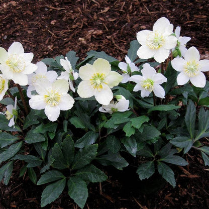 Helleborus HGC® 'Jacob'