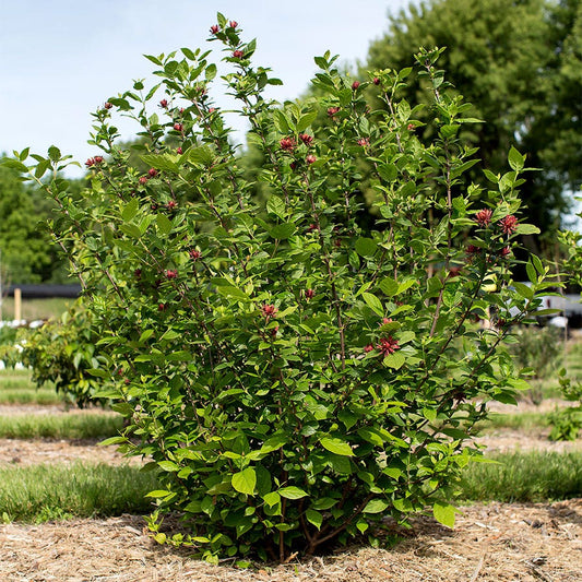 Calycanthus 'Sweetshrub'