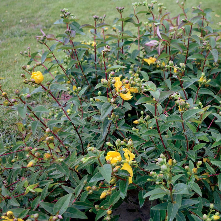 Hypericum 'Hidcote' Gold Cup