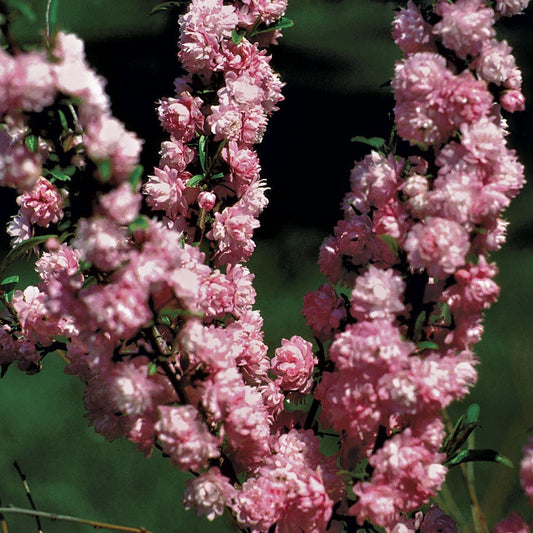 Prunus 'Pink Almond'