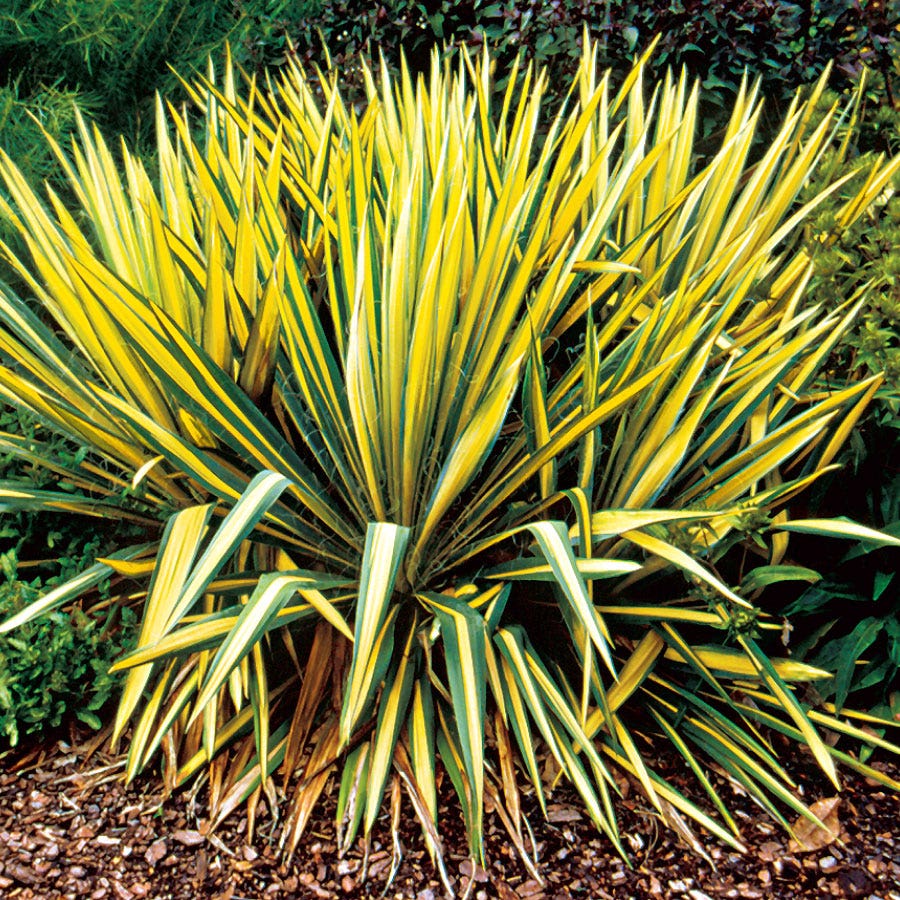 Yucca 'Color Guard'