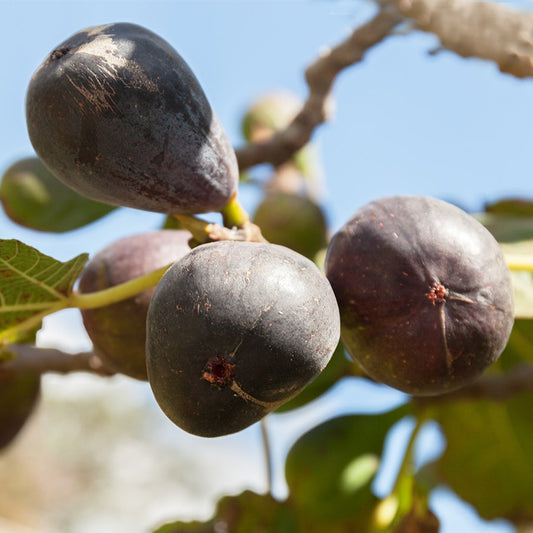 Ficus Neverella Fig