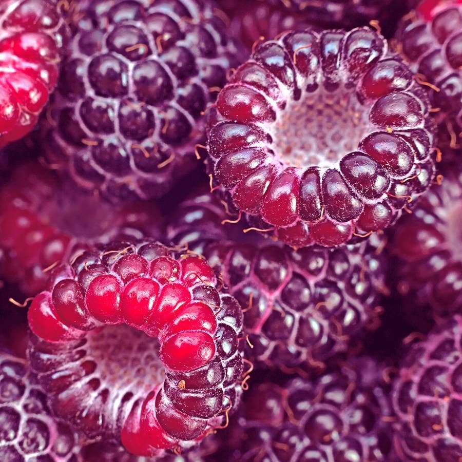 Reyes Raspberry Raspberry 'Royalty' Rubus – Park Seed