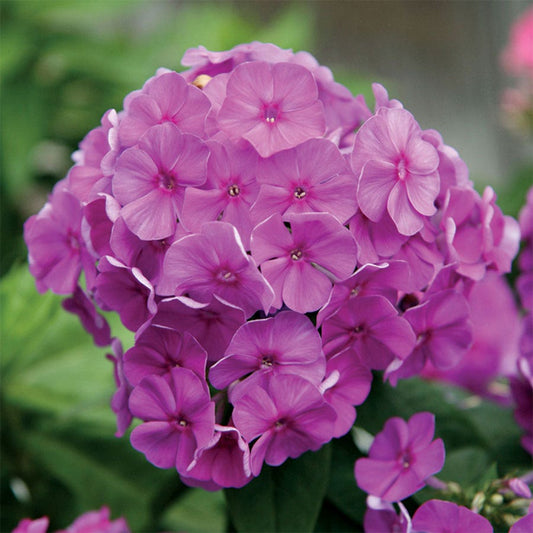 Phlox Purple Flame
