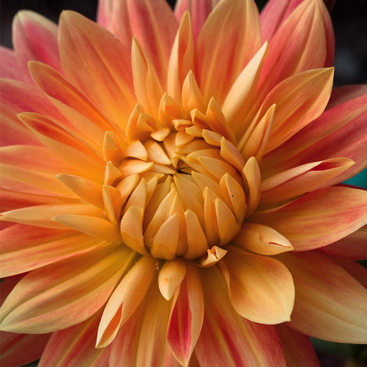 Dahlia 'Motto'