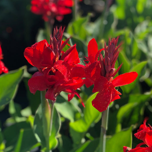 Canna 'Kreta' Bulbs