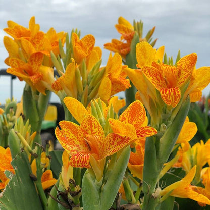 'Tenerife' Canna Lily Bulbs