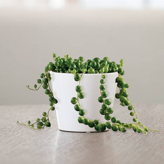 String of Pearls Succulent Plant