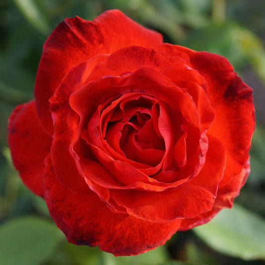 Camara Hybrid Tea Rose