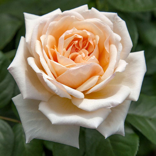 Apricots n' Cream™ Hybrid Tea Rose