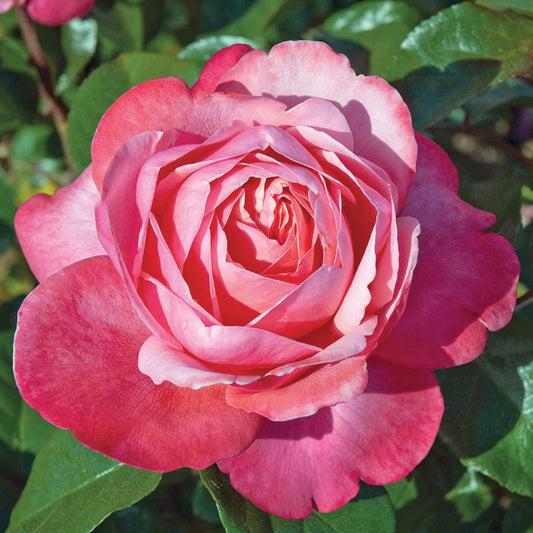 Pink Flamingo™ Grandiflora Rose