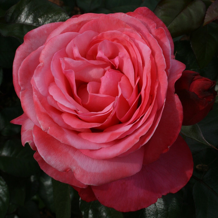 Pink Flamingo™ Grandiflora Rose