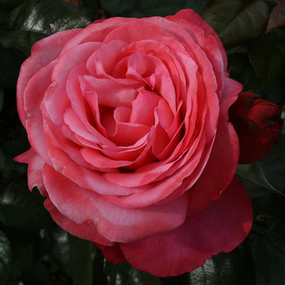 Pink Flamingo™ Grandiflora Rose
