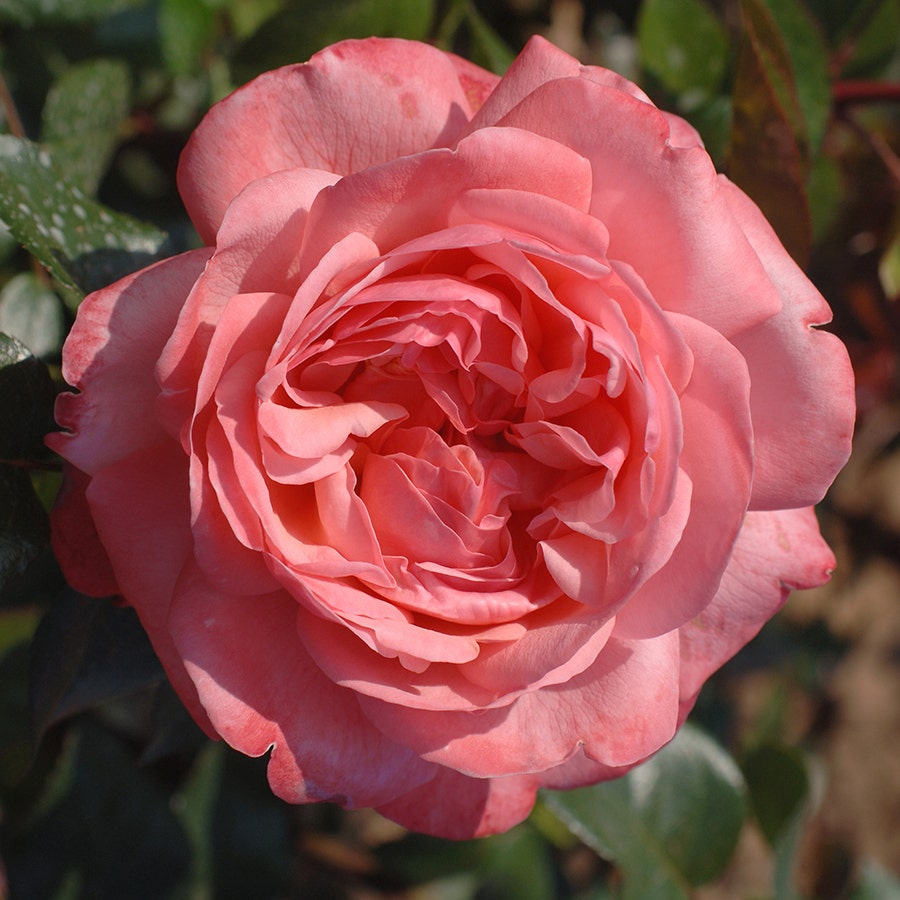 Pink Flamingo™ Grandiflora Rose