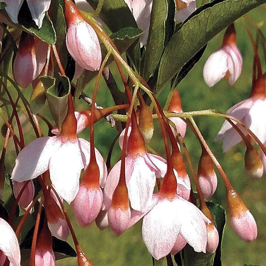 Marley's Pink® Japanese Snowbell