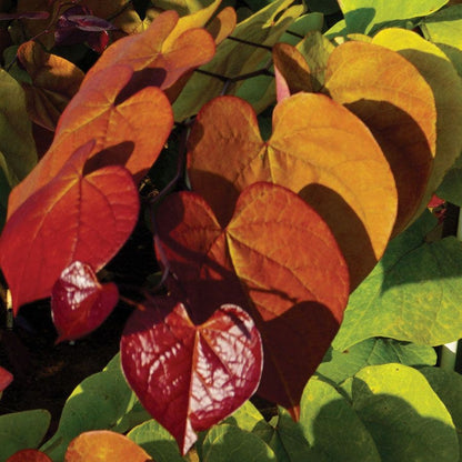 Flame Thrower® Redbud