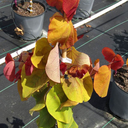 Flame Thrower® Redbud