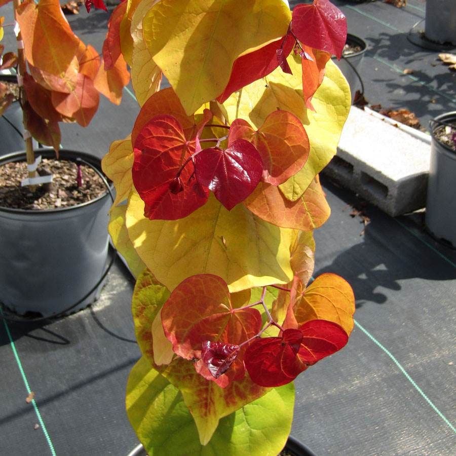 Flame Thrower® Redbud