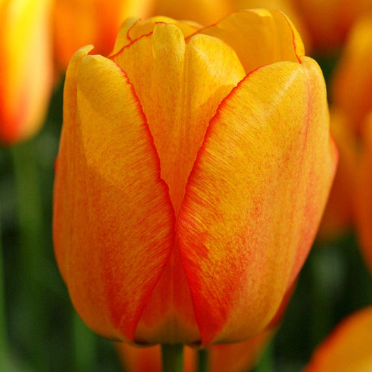 'Blushing Apeldoorn' Tulip Bulbs
