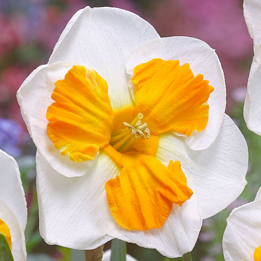 'Tricollet' Daffodil Bulbs