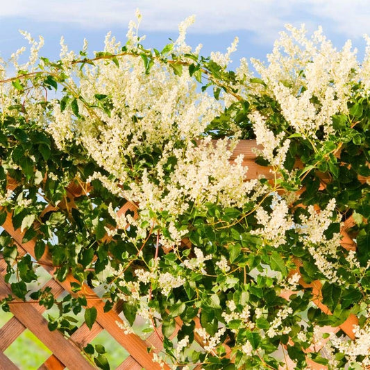 Polygonum