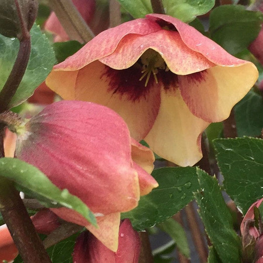 Helleborus 'Sandy Shores' HONEYMOON® Series