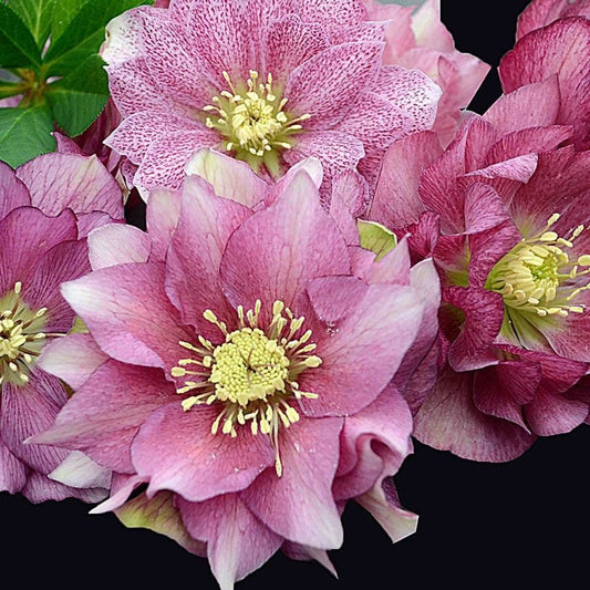 Helleborus 'Maid of Honor' WEDDING PARTY® Series
