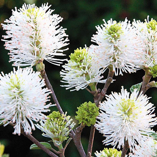 'Mount Airy' Fothergilla