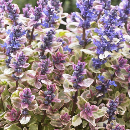 Ajuga Princess Nadia