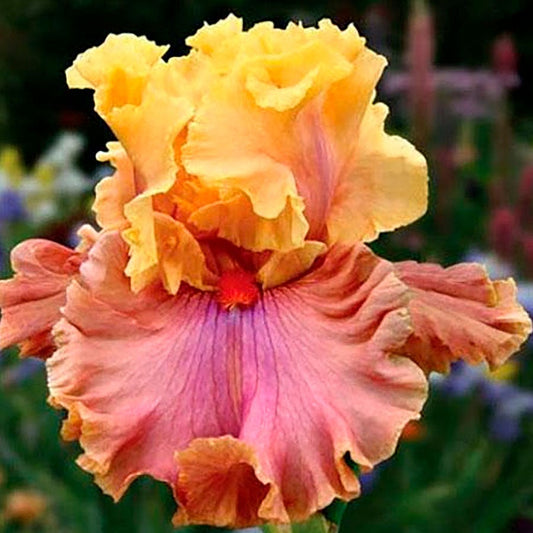 Iris 'Glamazon'