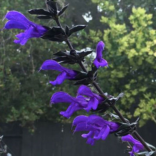 Salvia BODACIOUS® 'Rhythm & Blues'