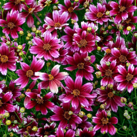 Coreopsis 'Berry Chiffon'