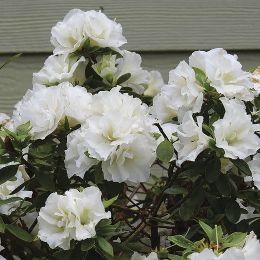 Rhododendron Perfecto Mundo® Double White Azalea