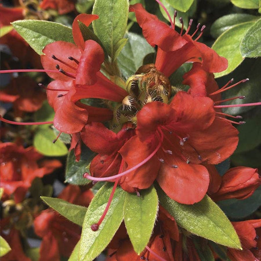 Rhododendron PERFECTO MUNDO® Orange Azalea
