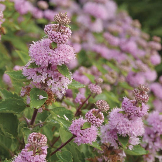 Caryopteris BEYOND PINK'D™