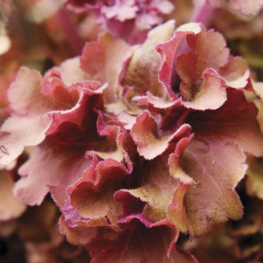 Huechera 'Frilly'