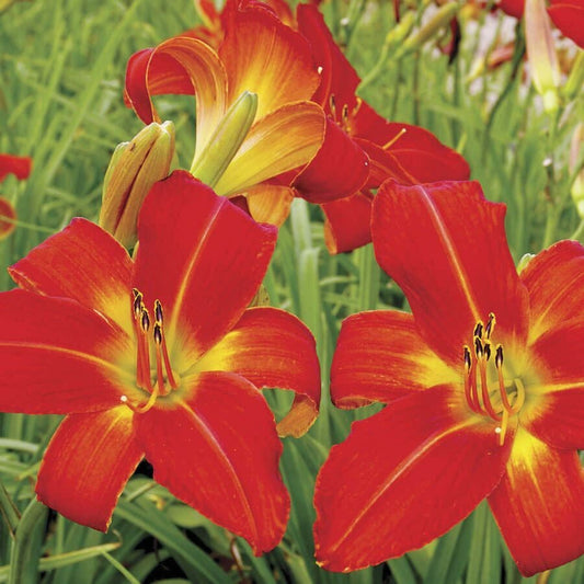Hemerocallis 'Christmas Time'
