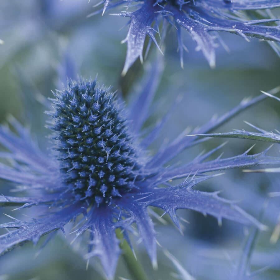 Eryngium 'Big Blue'