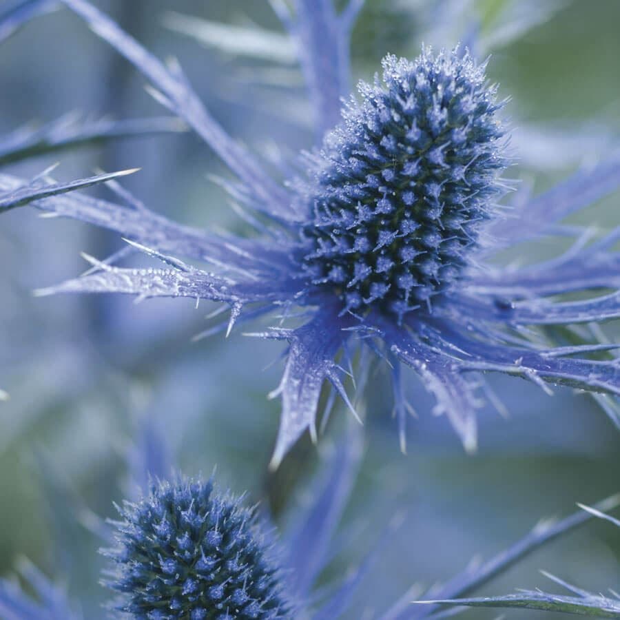Eryngium 'Big Blue'
