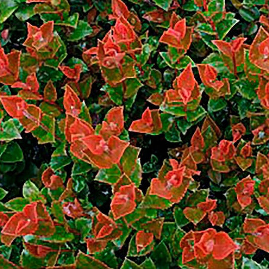 Vaccinium Scarlet Ovation™ Huckleberry