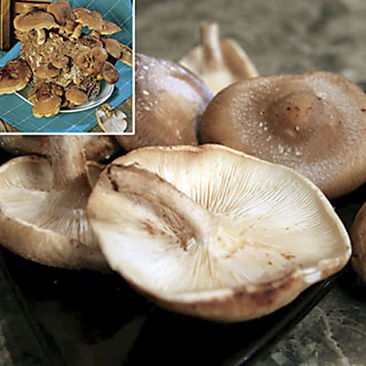 Shiitake Wide Range Mushroom