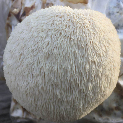 Mushroom Lion's Mane Pom Pom Countertop Kit