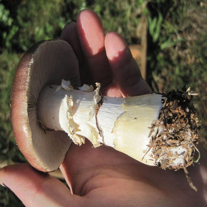 Garden Giant King Stropharia Mushroom