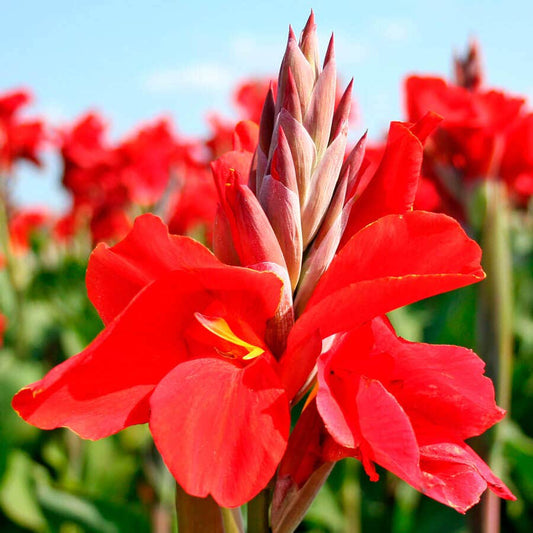 Canna 'Red Dazzler' Bulbs