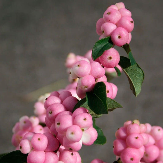 Symphoricarpos Magical® Pride