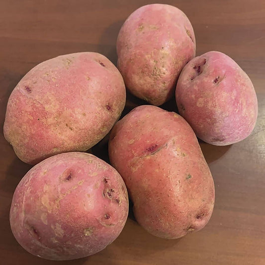 Dark Red Norland Potato - 2 Pound Bag